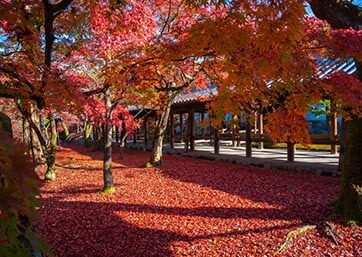 Tofukuji Temple